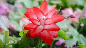 Read more about the article The Most Common Problems with Christmas Cacti