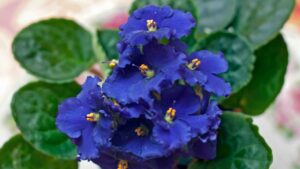 Read more about the article The Importance of Watering Your African Violets Correctly